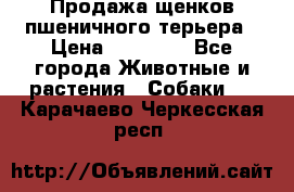 Продажа щенков пшеничного терьера › Цена ­ 30 000 - Все города Животные и растения » Собаки   . Карачаево-Черкесская респ.